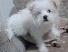 Cutty maltese bichon 1500