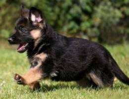 german shepherd puppies