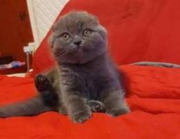 Imported Scottish fold