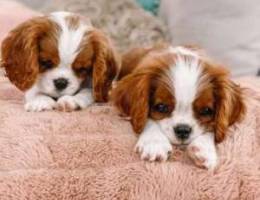 Cavalier King Charles ( Blenheim !