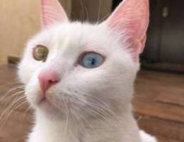 female cat having blue and green eyes