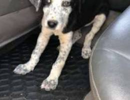 65 days old puppy pointer pitbull mix