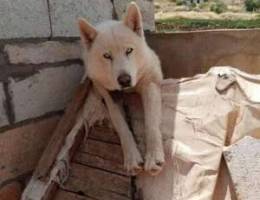 White siberian husky