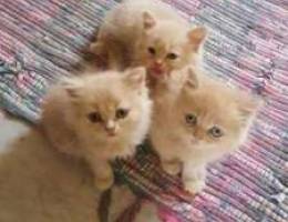 Kittens