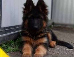 Incredible German Shepherd puppies! There ...