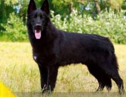 The reserve of East European German Shephe...