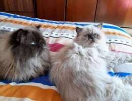 Himalayan cats