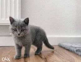 British shorthair female