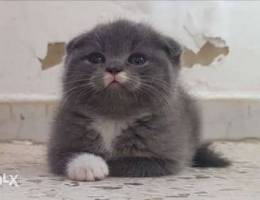 Scottish fold