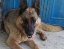 female german shepherd