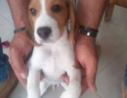 Beagle pure breedspecial offer