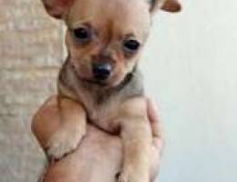 CHIHUAHUA puppies for sale