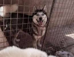 Black siberian husky