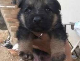 German shepherd for reservation