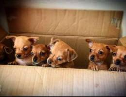 chihuahua puppies 300$male 250$female