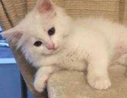 fluffy white Angora