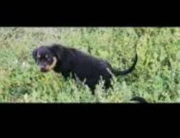 rottweiler