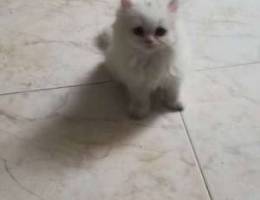 persian kitten