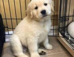 Golden retriver female