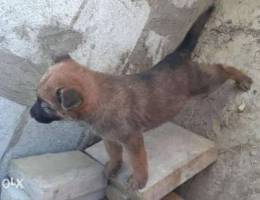 Ø¬Ø±Ùˆ Ø¨Ù†Ø¯ÙˆÙ‚ Ù…Ù† Ø¯ÙƒØ± Ø¬Ø±Ù…Ø§Ù† Ø´ÙŠØ¨Ø±Ø¯ ÙˆØ§Ù„Ø§Ù… Ø¨Ù†Ø¯ÙˆÙ‚Ø© ...