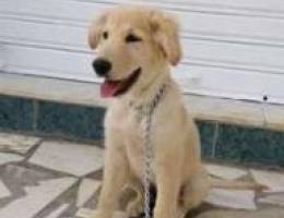 Golden retriever male