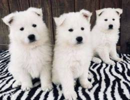 swiss shepherd puppies