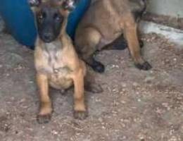 Malinois puppies available