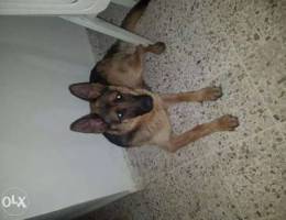 german shepherd female for sale