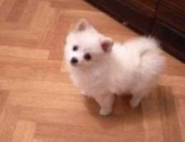 Loulou Pomeranian Vaccinated(2Vaccines)