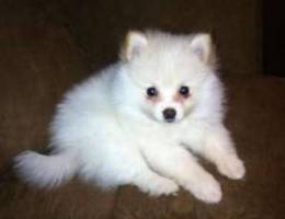 Pomeranian Loulou de Pomeranie (2Vaccines)...