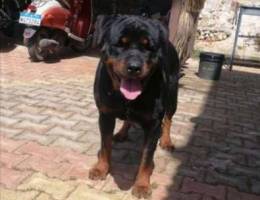 Rottweiler Female 2 years for sale