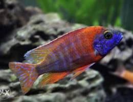 Ruby red peacock cichlid