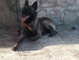 Malinois for sale