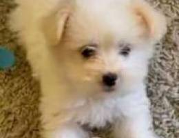 Bichon dwarf size asir