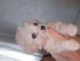 Mini bichon 700g 1,500,000