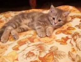 Male and Female Persian kittens for sale