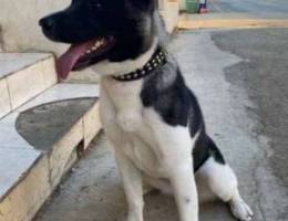 want to sell American akita enteye