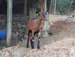 Alpine Goat (France) - Ø¹Ù†Ø²Ø© Ø£Ù„Ø¨ÙŠÙ† Ø£ØµÙ„ÙŠØ© (Ù...