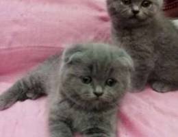 Scottish and British pure kittens 100% hea...