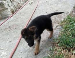 German shepherd