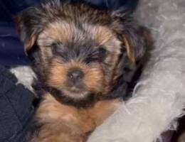 Yorkshire Terrier Pure Breed Vaccinated