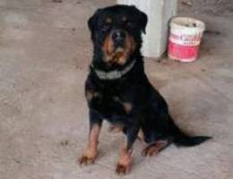 Rottweiler male fci for sale