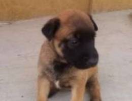 Female malinois 25 days for resevation