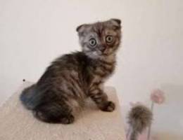 Scottish fold female