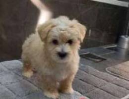 Bichon for sale