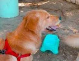 2 golden retrievers for sale