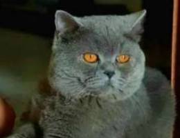 British shorthair