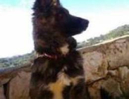 dutch shepherd for sale