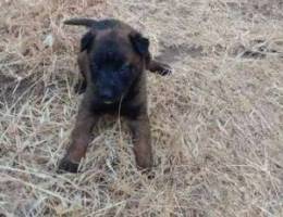 Malinwa puppy