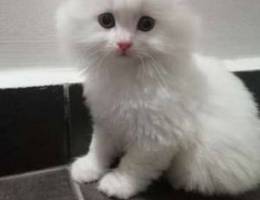 Persian kitten healthy and playful and pot...